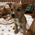 知的で控えめ、月齢約2か月のジャスミンちゃん