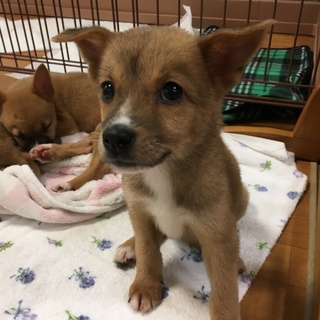 知的で控えめ、月齢約2か月のジャスミンちゃん
