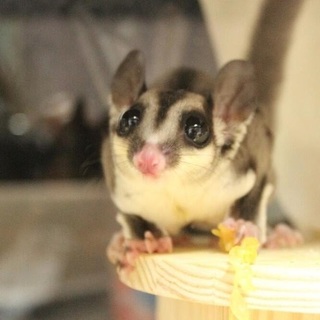 【フクロモモンガ】元気いっぱい男の子