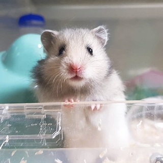 ゴルハム(●´ω`●)