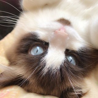 【応募多数につき一旦休止】血統書付きラグドール