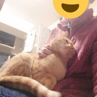 【募集一旦休止】甘ったれ茶トラ♂