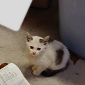 かわいい子猫。