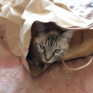 ちょっとより目シャイなシャム風MIX♀