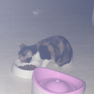 ご飯中