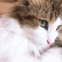 成猫 ノルウェージャン✕メインクーン