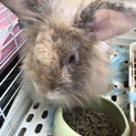 うさぎの里親さんお願いします