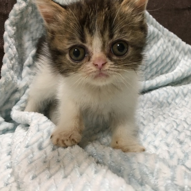 ニコ1226のカバー写真