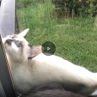 終了!　保護猫もらってください。