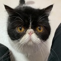 エキゾチックショートヘア男の子