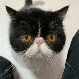 エキゾチックショートヘア男の子