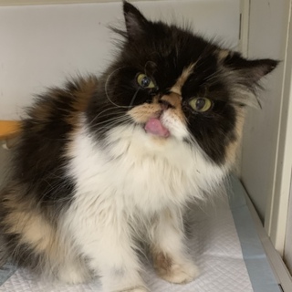 ペルシャ女の子