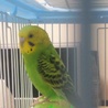 セキセイインコ サムネイル2