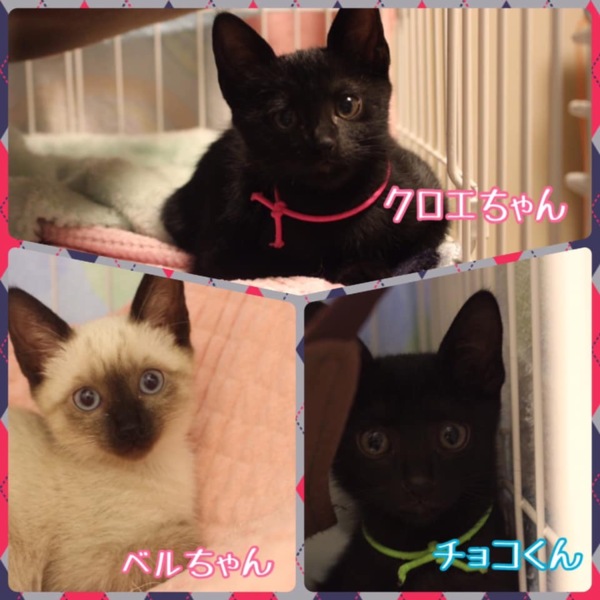 可愛い黒猫チョコくん」奈良県 - 猫の里親募集(287769) :: ペットの