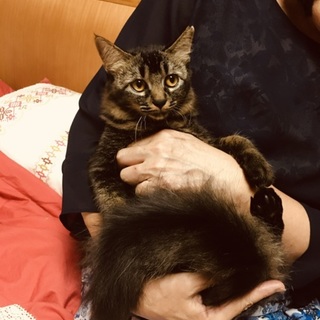 前髪ぱっつん柄おっとり女子