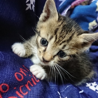 アキ(仮)1ヶ月半