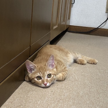 深堀歩実の写真