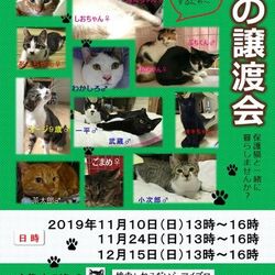 猫の譲渡会