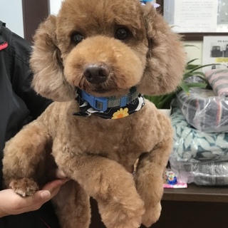 トライアル中、僕を抱きしめてくれる家族を募集中