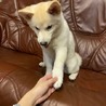 kk サムネイル4