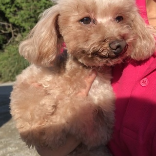 レ－スちゃん♀2011年10月7日生　（交渉中）