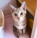 ！緊急！4、5ヶ月 モカトラの男の子
