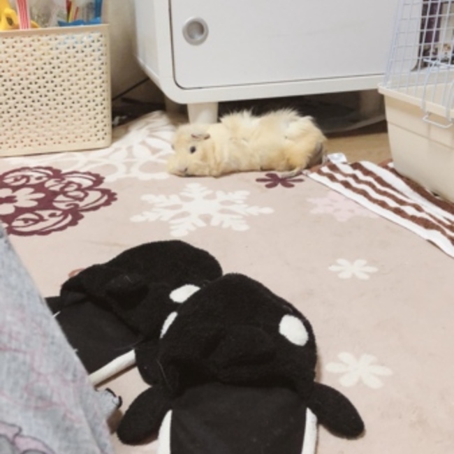 ゆうちゃんkkn♡のカバー写真