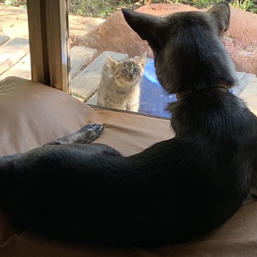 隣の子猫、来客中。開かずの窓越しだから平常心のキョロなのでした