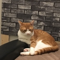にゃたお