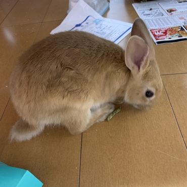 部屋んぽ中