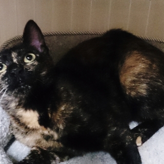 ★トライアル決定  甘えん坊のサビ猫ちゃん