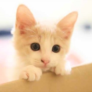 人馴れ抜群＆超甘えん坊♡おっとり＆ふわふわの男の子