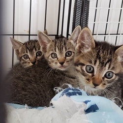 明石　猫の譲渡会　海猫うみねこプロジェクト