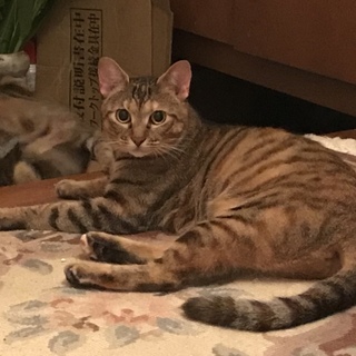 エイズキャリアの甘えん坊