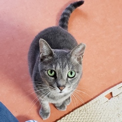 明石　猫の譲渡会　海猫うみねこプロジェクト サムネイル3