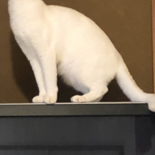 抱っこ大好きな甘えん坊です。