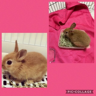 里親さん決定しました