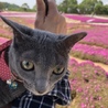 ハイラム