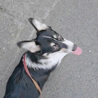 「急募」 家庭の事情で飼えなくなった為