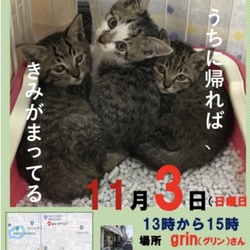 猫の譲渡会