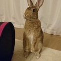 保護うさぎ：甘えんぼ男子のポテトくん（オス）