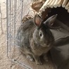 保護うさぎ：甘えんぼ男子のポテトくん（オス） サムネイル5