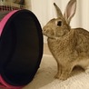 保護うさぎ：甘えんぼ男子のポテトくん（オス） サムネイル7