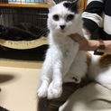 長毛猫のあんちゃん、里親さん決定しました！