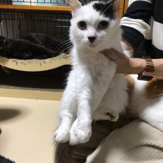長毛猫のあんちゃん、里親さん決定しました！