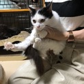 長毛猫のおんちゃん、里親さん決定しました！