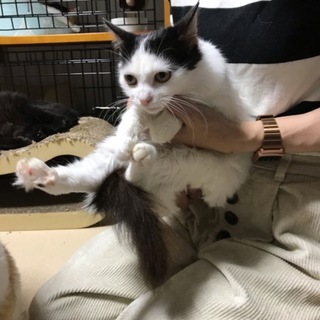長毛猫のおんちゃん、里親さん決定しました！