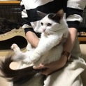 長毛猫ののんちゃん、里親さん決定しました！