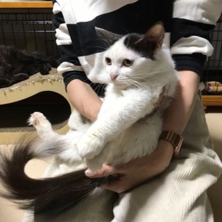 長毛猫ののんちゃん、里親さん決定しました！