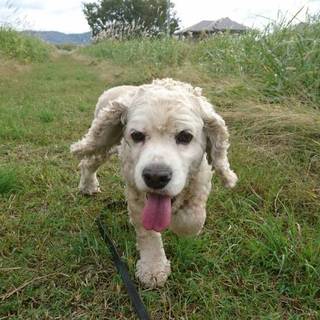 笑顔がすてきなポメタ君☆